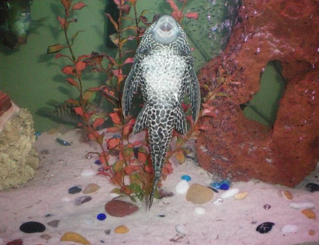 freshwater fish - glyptoperichthys gibbiceps - sailfin pleco (l-83) stocking in 100 gallons tank - our large Pleco. freshwater fish - glyptoperichthys gibbiceps - sailfin pleco (l-83) stocking in 100 gallons tank - our large Pleco.