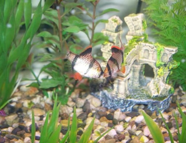freshwater fish - puntius tetrazona - tiger barb - Tiger barbs freshwater fish - puntius tetrazona - tiger barb - Tiger barbs