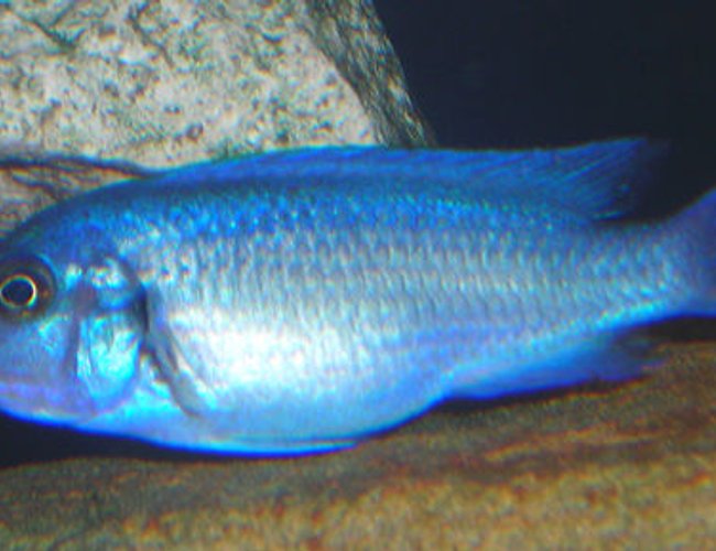 freshwater fish - maylandia callainos - blue cobalt cichlid stocking in 55 gallons tank - Colbalt Blue Mbuna Cichlid. freshwater fish - maylandia callainos - blue cobalt cichlid stocking in 55 gallons tank - Colbalt Blue Mbuna Cichlid.