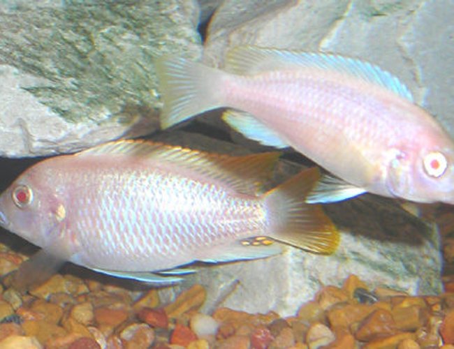 freshwater fish - aulonocara sp. - albino peacock cichlid stocking in 55 gallons tank - Albino Zebra Mbuna Cichlids. . freshwater fish - aulonocara sp. - albino peacock cichlid stocking in 55 gallons tank - Albino Zebra Mbuna Cichlids. .