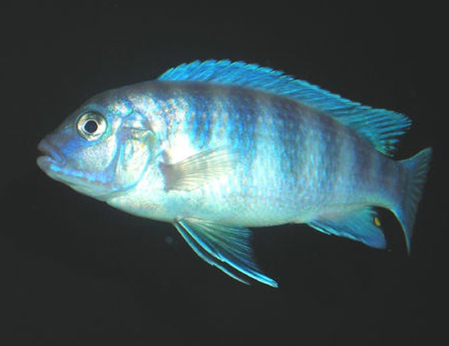freshwater fish - metriaclima estherae - blue zebra stocking in 55 gallons tank - Blue Zebra African Cichlid. freshwater fish - metriaclima estherae - blue zebra stocking in 55 gallons tank - Blue Zebra African Cichlid.