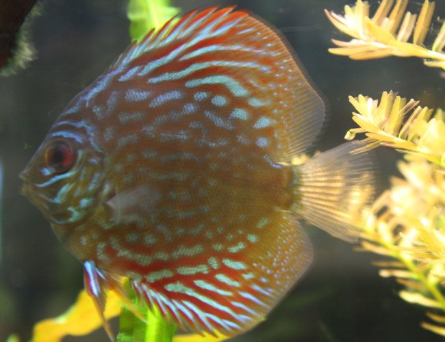 freshwater fish - symphysodon sp. - spider discus stocking in 55 gallons tank - colorful but fuzzy freshwater fish - symphysodon sp. - spider discus stocking in 55 gallons tank - colorful but fuzzy