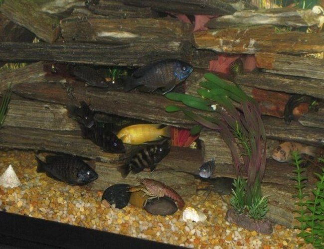 freshwater fish - tilapia buttikoferi - zebra tilapia stocking in 55 gallons tank - My other ciclids fish freshwater fish - tilapia buttikoferi - zebra tilapia stocking in 55 gallons tank - My other ciclids fish