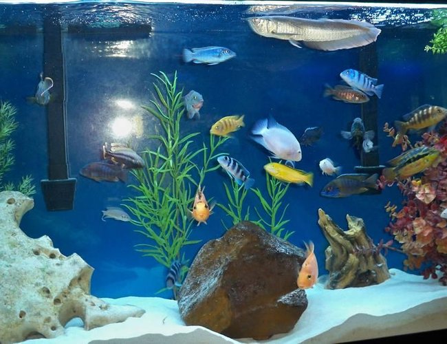 freshwater fish - labidochromis caeruleus - electric yellow cichlid stocking in 60 gallons tank - full view freshwater fish - labidochromis caeruleus - electric yellow cichlid stocking in 60 gallons tank - full view