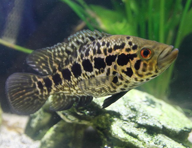 freshwater fish - parachromis managuensis - jaguar cichlid stocking in 45 gallons tank - Jaguar Cichlid almost 7 inches long now freshwater fish - parachromis managuensis - jaguar cichlid stocking in 45 gallons tank - Jaguar Cichlid almost 7 inches long now
