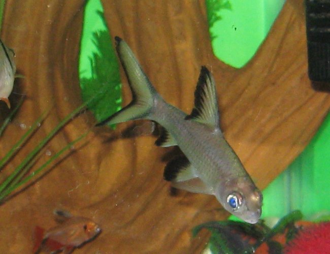 freshwater fish - balantiocheilus melanopterus - bala shark stocking in 40 gallons tank - My silver freshwater fish - balantiocheilus melanopterus - bala shark stocking in 40 gallons tank - My silver