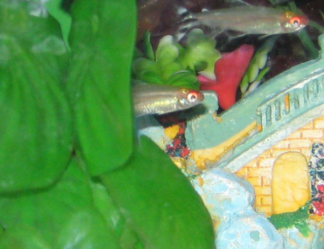 freshwater fish - moenkhausia sanctaefilomene - red eye tetra stocking in 40 gallons tank - Staying Alive freshwater fish - moenkhausia sanctaefilomene - red eye tetra stocking in 40 gallons tank - Staying Alive