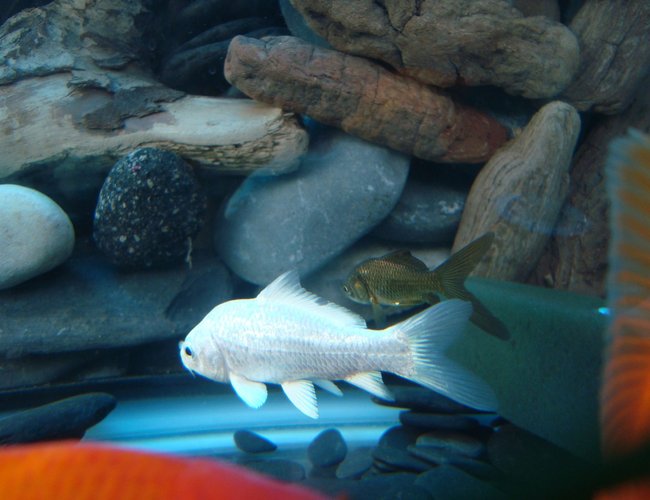 freshwater fish - cyprinus carpio - koi stocking in 30 gallons tank - Platinum Koi freshwater fish - cyprinus carpio - koi stocking in 30 gallons tank - Platinum Koi