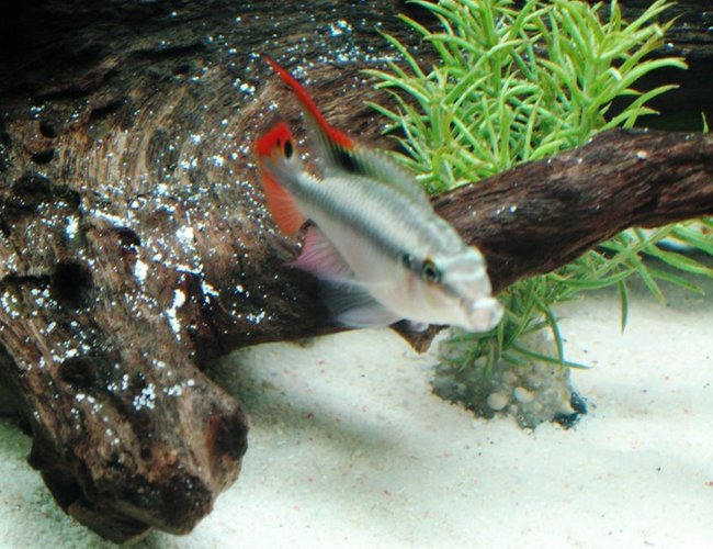 freshwater fish - pelvicachromis pulcher - kribensis cichlid stocking in 17 gallons tank - Male Krib. freshwater fish - pelvicachromis pulcher - kribensis cichlid stocking in 17 gallons tank - Male Krib.