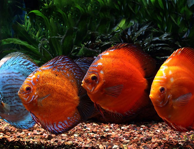 freshwater fish - symphysodon sp. - red marlboro discus stocking in 180 gallons tank - Some of the fish I put pictures of here a couple of years ago have gotten quite big now. freshwater fish - symphysodon sp. - red marlboro discus stocking in 180 gallons tank - Some of the fish I put pictures of here a couple of years ago have gotten quite big now.