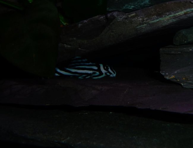 freshwater fish - hypancistrus zebra - zebra pleco, true (l-46) stocking in 28 gallons tank - One of my Zebras freshwater fish - hypancistrus zebra - zebra pleco, true (l-46) stocking in 28 gallons tank - One of my Zebras