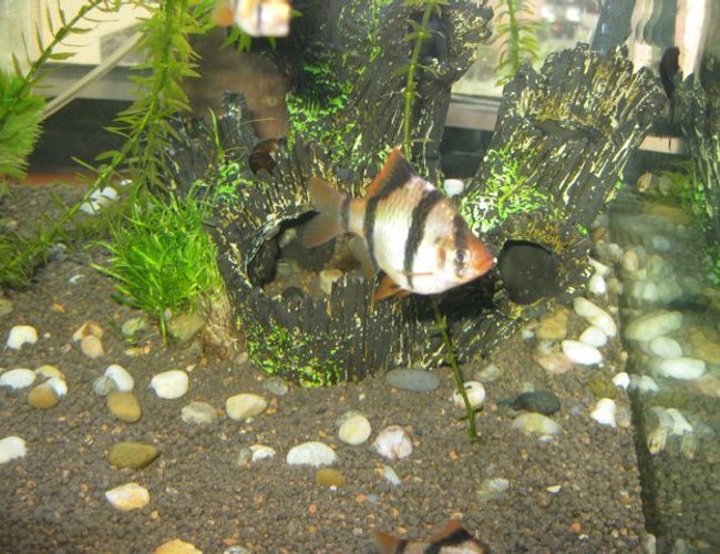 freshwater fish - puntius tetrazona - tiger barb stocking in 30 gallons tank - this photo shows the current problem I have with a white spot on my tiger - any help gratefully appreciated freshwater fish - puntius tetrazona - tiger barb stocking in 30 gallons tank - this photo shows the current problem I have with a white spot on my tiger - any help gratefully appreciated