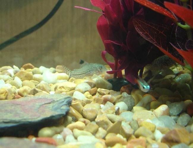 freshwater fish - corydoras elegans - elegans cory cat stocking in 10 gallons tank - The Cory's freshwater fish - corydoras elegans - elegans cory cat stocking in 10 gallons tank - The Cory's