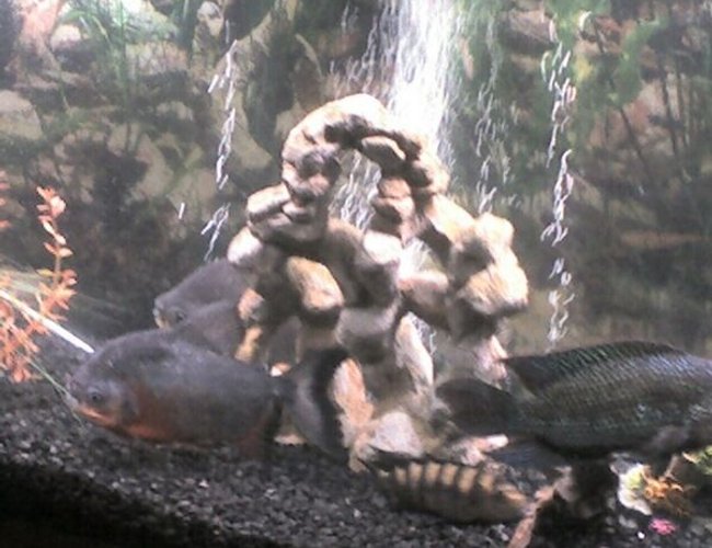 freshwater fish - pygocentrus nattereri - redbellied pirhana stocking in 55 gallons tank - the whole gang freshwater fish - pygocentrus nattereri - redbellied pirhana stocking in 55 gallons tank - the whole gang