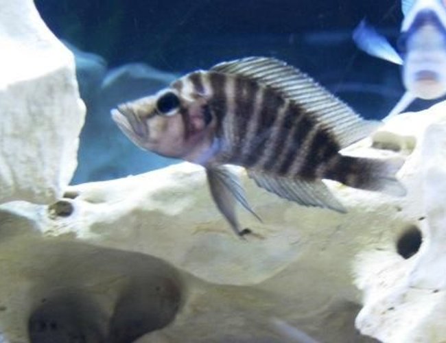 freshwater fish - altolamprologus compressicep - compressicep cichlid stocking in 75 gallons tank - Black Compressiceps freshwater fish - altolamprologus compressicep - compressicep cichlid stocking in 75 gallons tank - Black Compressiceps
