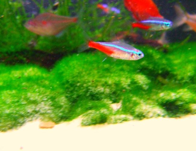 freshwater fish - paracheirodon innesi - neon tetra jumbo stocking in 11 gallons tank - One of my Very colorful neon tetras that i had brought from my local shop, possibly one of the best neons yet ? freshwater fish - paracheirodon innesi - neon tetra jumbo stocking in 11 gallons tank - One of my Very colorful neon tetras that i had brought from my local shop, possibly one of the best neons yet ?