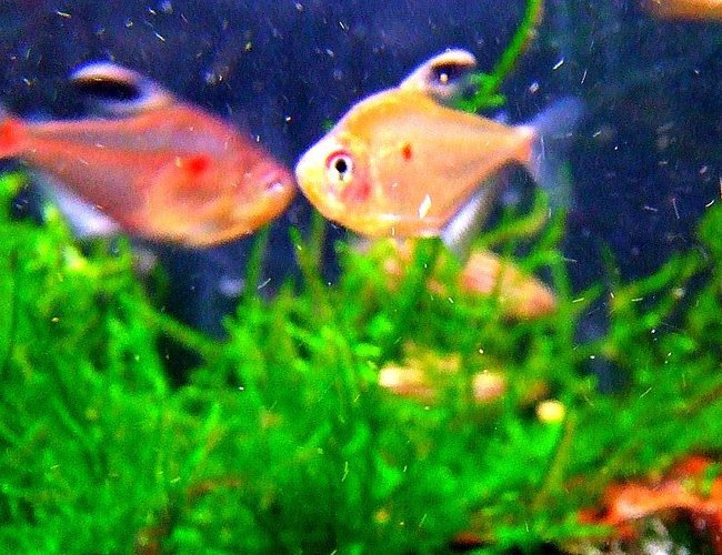 freshwater fish - hyphessobrycon erythrostigma - bleeding heart tetra stocking in 11 gallons tank - One of my Bleeding Heart tetras that may look dull in the shop but trust me, these beauties are the milk in your tea freshwater fish - hyphessobrycon erythrostigma - bleeding heart tetra stocking in 11 gallons tank - One of my Bleeding Heart tetras that may look dull in the shop but trust me, these beauties are the milk in your tea