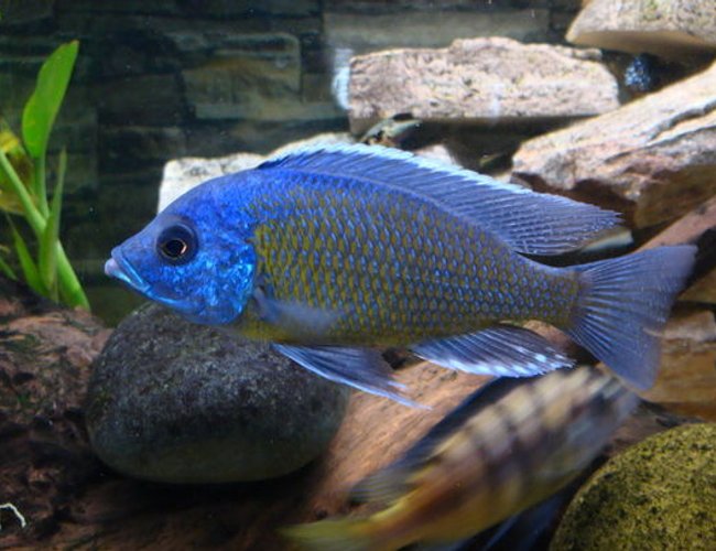 freshwater fish - sciaenochromis ahli - electric blue cichlid stocking in 51 gallons tank - Electric blue freshwater fish - sciaenochromis ahli - electric blue cichlid stocking in 51 gallons tank - Electric blue
