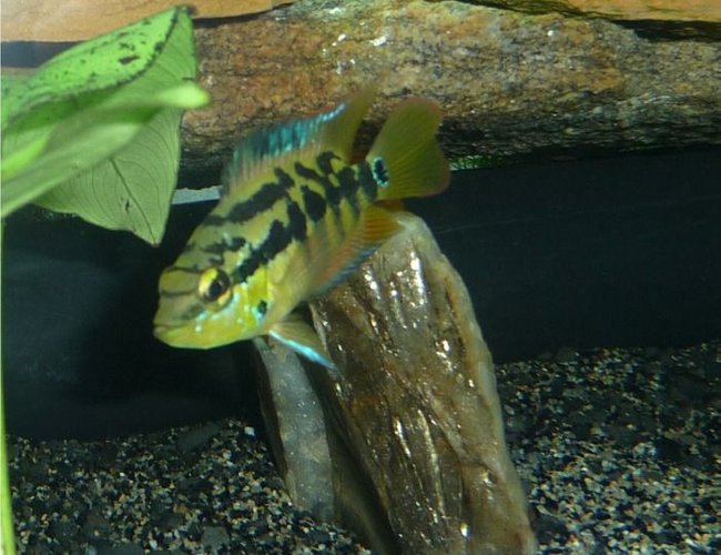 freshwater fish - nandopsis salvini - salvini cichlid stocking in 85 gallons tank - Salvani Juvenile freshwater fish - nandopsis salvini - salvini cichlid stocking in 85 gallons tank - Salvani Juvenile