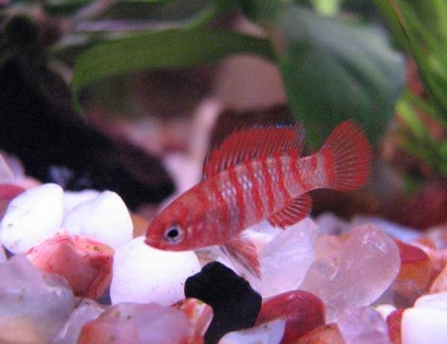 freshwater fish - badis badis - badis fish stocking in 12 gallons tank - Badis badis freshwater fish - badis badis - badis fish stocking in 12 gallons tank - Badis badis