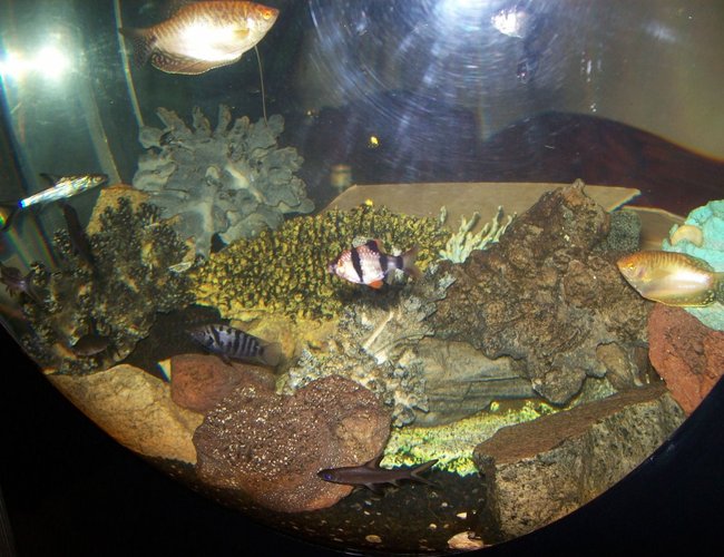 freshwater fish - puntius tetrazona - tiger barb stocking in 95 gallons tank - custom acrylic 95 gallon sphere freshwater aquarium. 48x48x12. eheim pro 2 thermo and subcurrent internal filters. 300 watt rena smartheater. tom aquatics steller s-30 airpump and hyder seltz L40 powerhead. the yellow coral you see in there is from the underwater ride in disneyland california. freshwater fish - puntius tetrazona - tiger barb stocking in 95 gallons tank - custom acrylic 95 gallon sphere freshwater aquarium. 48x48x12. eheim pro 2 thermo and subcurrent internal filters. 300 watt rena smartheater. tom aquatics steller s-30 airpump and hyder seltz L40 powerhead. the yellow coral you see in there is from the underwater ride in disneyland california.