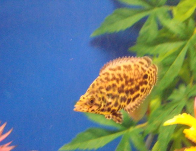 freshwater fish - ctenopoma acutirostre - leopard ctenopoma stocking in 80 gallons tank - Leopard Ctenopoma freshwater fish - ctenopoma acutirostre - leopard ctenopoma stocking in 80 gallons tank - Leopard Ctenopoma