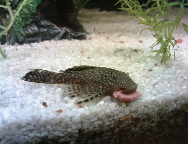 freshwater fish - isorineloricaria spinosissima - zucchini catfish stocking in 10 gallons tank - mnjami! freshwater fish - isorineloricaria spinosissima - zucchini catfish stocking in 10 gallons tank - mnjami!