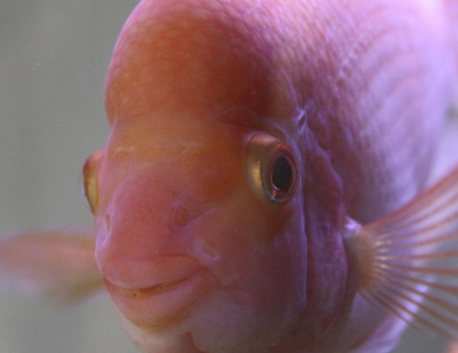 freshwater fish - amphilophus citrinellus - midas cichlid stocking in 150 gallons tank - Midas Cichlid freshwater fish - amphilophus citrinellus - midas cichlid stocking in 150 gallons tank - Midas Cichlid