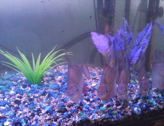 freshwater fish - metynnis argenteus - silver dollar stocking in 25 gallons tank - Silver dollar front 2 freshwater fish - metynnis argenteus - silver dollar stocking in 25 gallons tank - Silver dollar front 2