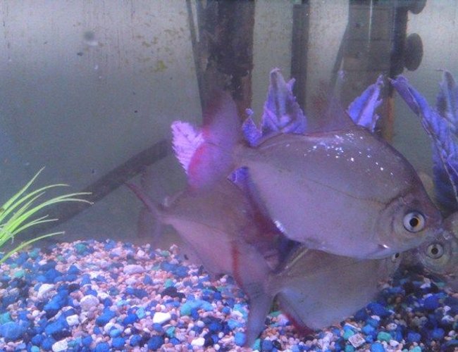 freshwater fish - metynnis argenteus - silver dollar stocking in 25 gallons tank - Silver dollar side 3 freshwater fish - metynnis argenteus - silver dollar stocking in 25 gallons tank - Silver dollar side 3