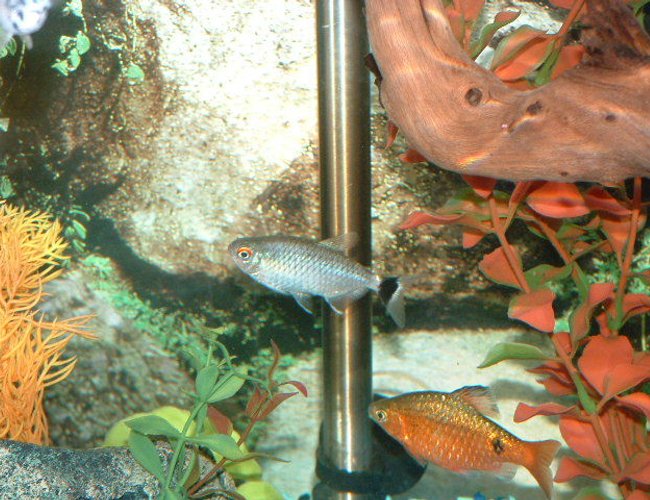freshwater fish - barbus denisonii - denison barb stocking in 30 gallons tank - This is my Rosey Barb hanging out with my Red Eye Tetra. I got them together and they have made a school with my newer Phantom Tetra and the lucky feeder. freshwater fish - barbus denisonii - denison barb stocking in 30 gallons tank - This is my Rosey Barb hanging out with my Red Eye Tetra. I got them together and they have made a school with my newer Phantom Tetra and the lucky feeder.