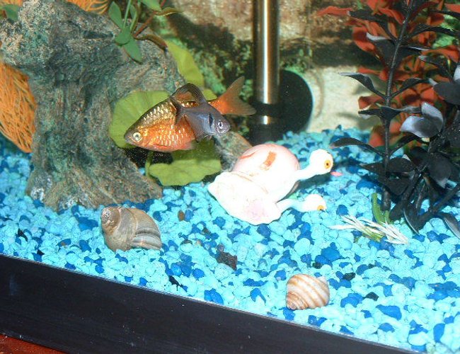 freshwater fish - megalamphodus megalopterus - black phantom tetra stocking in 30 gallons tank - Here you can see my Black Phantom Tetra Hanging out closley with my Rosey Barb. freshwater fish - megalamphodus megalopterus - black phantom tetra stocking in 30 gallons tank - Here you can see my Black Phantom Tetra Hanging out closley with my Rosey Barb.