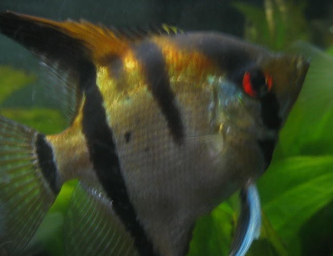 freshwater fish - pterophyllum scalare - angelfish stocking in 55 gallons tank - male angel freshwater fish - pterophyllum scalare - angelfish stocking in 55 gallons tank - male angel