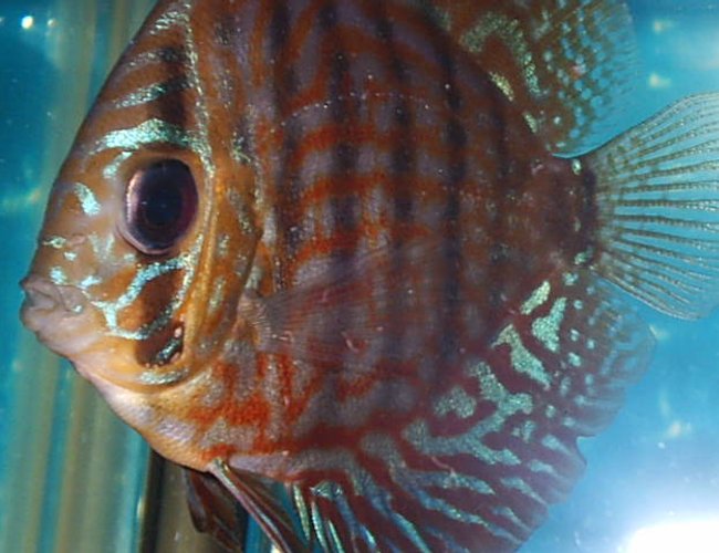 freshwater fish - symphysodon aequifasciata sp. - discus stocking in 55 gallons tank - discus freshwater fish - symphysodon aequifasciata sp. - discus stocking in 55 gallons tank - discus