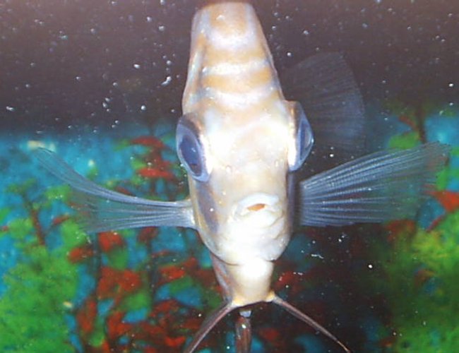 freshwater fish - symphysodon aequifasciata sp. - discus stocking in 55 gallons tank - discus freshwater fish - symphysodon aequifasciata sp. - discus stocking in 55 gallons tank - discus