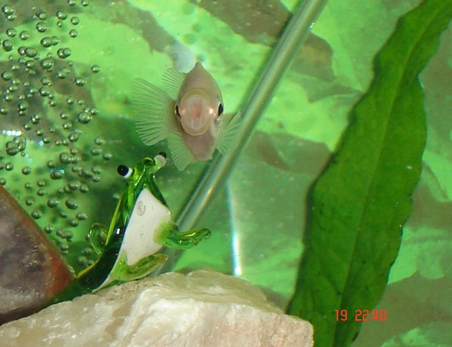 freshwater fish - helostoma temmincki - kissing gourami stocking in 30 gallons tank - Kissing Gourami freshwater fish - helostoma temmincki - kissing gourami stocking in 30 gallons tank - Kissing Gourami