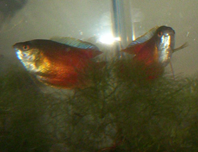 freshwater fish - colisa lalia - dwarf gourami stocking in 35 gallons tank - Dwarf Gouramis freshwater fish - colisa lalia - dwarf gourami stocking in 35 gallons tank - Dwarf Gouramis