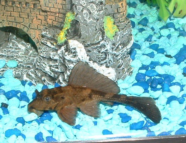 freshwater fish - pterygoplichthys scrophus - rhino pleco stocking in 30 gallons tank - Rhino Pecostomus freshwater fish - pterygoplichthys scrophus - rhino pleco stocking in 30 gallons tank - Rhino Pecostomus