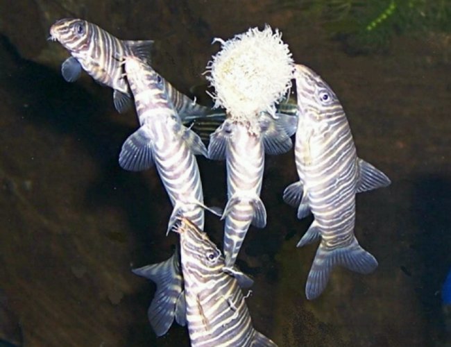 freshwater fish - botia striata - striata botia loach stocking in 125 gallons tank - Botia Sreatas, Oh boy worms freshwater fish - botia striata - striata botia loach stocking in 125 gallons tank - Botia Sreatas, Oh boy worms