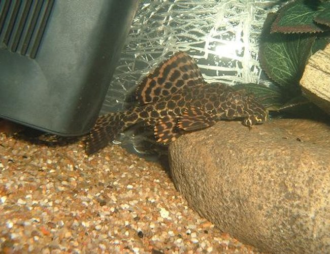 freshwater fish - glyptoperichthys gibbiceps - sailfin pleco (l-83) stocking in 100 gallons tank - Sailfin Leopard Plec freshwater fish - glyptoperichthys gibbiceps - sailfin pleco (l-83) stocking in 100 gallons tank - Sailfin Leopard Plec
