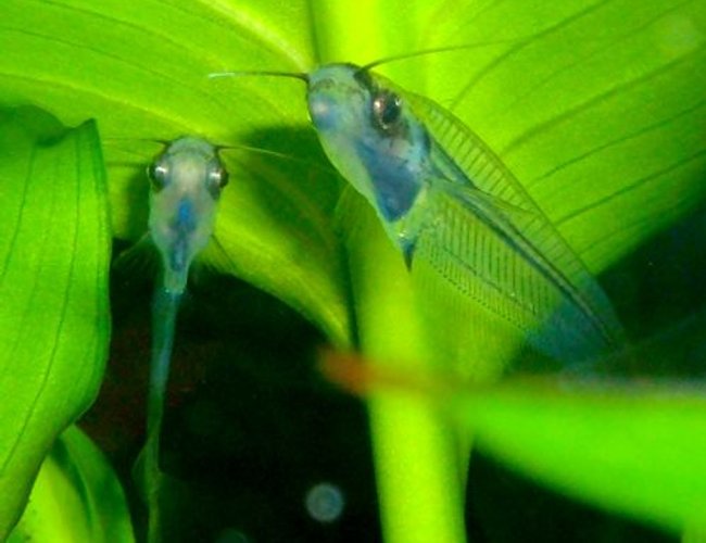 freshwater fish - kryptopterus bicirrhis - ghost glass cat stocking in 80 gallons tank - Ghost Catfish freshwater fish - kryptopterus bicirrhis - ghost glass cat stocking in 80 gallons tank - Ghost Catfish