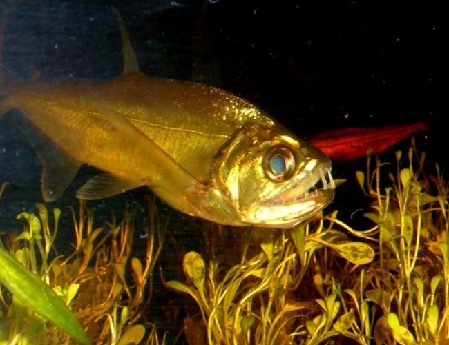 freshwater fish - hydrolycus scomberoides - payara stocking in 80 gallons tank - Payara freshwater fish - hydrolycus scomberoides - payara stocking in 80 gallons tank - Payara