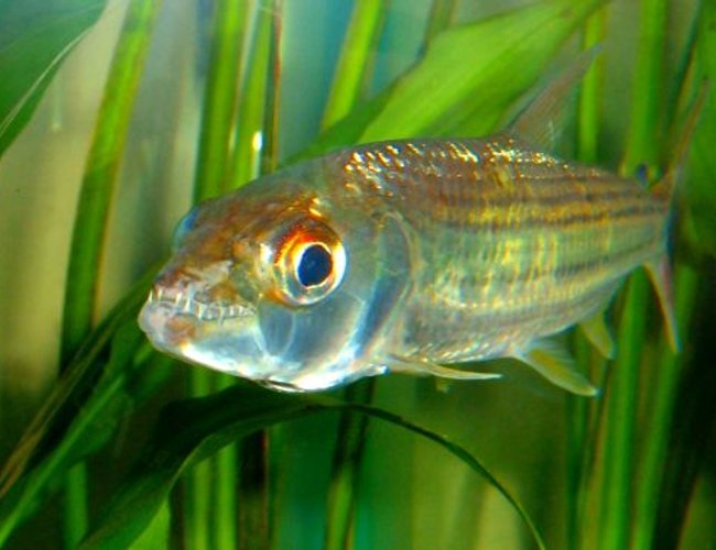 freshwater fish - crossocheilus siamensis - siamese flying fox stocking in 80 gallons tank - African Tiger Fish freshwater fish - crossocheilus siamensis - siamese flying fox stocking in 80 gallons tank - African Tiger Fish