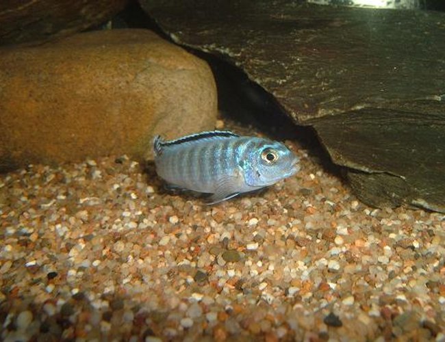 freshwater fish - rhadinocentrus ornatus - ornate rainbow stocking in 100 gallons tank - Elongatus Ornatus freshwater fish - rhadinocentrus ornatus - ornate rainbow stocking in 100 gallons tank - Elongatus Ornatus