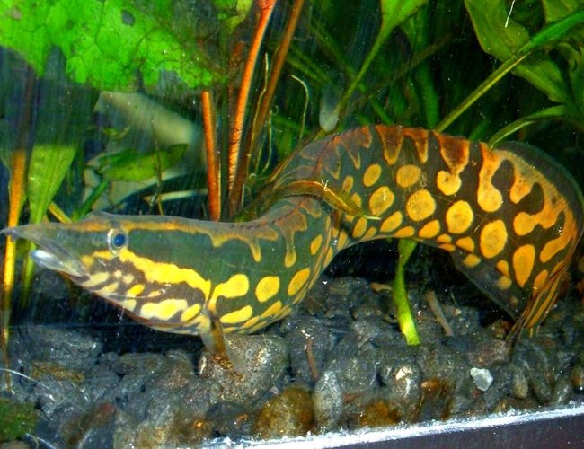 freshwater fish - mastacembelus armatus - tire track eel stocking in 80 gallons tank - Tire Track Eel freshwater fish - mastacembelus armatus - tire track eel stocking in 80 gallons tank - Tire Track Eel