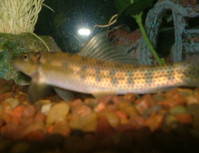 freshwater fish - gyrinocheilos aymonieri - chinese algae eater stocking in 29 gallons tank - my chinese algae eater tail not pictured freshwater fish - gyrinocheilos aymonieri - chinese algae eater stocking in 29 gallons tank - my chinese algae eater tail not pictured