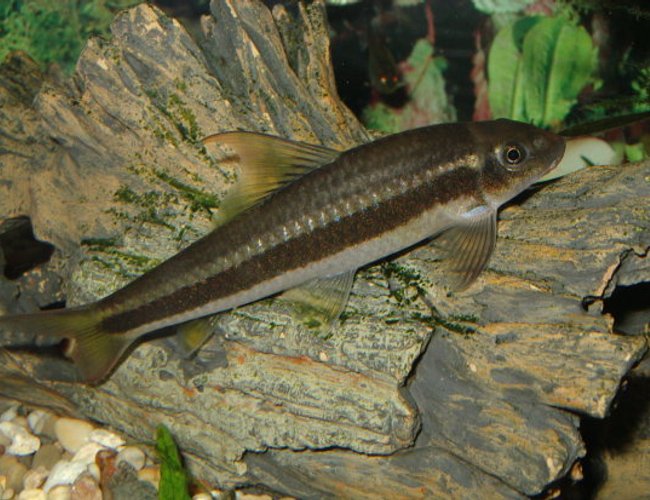 freshwater fish - crossocheilus siamensis - siamese flying fox stocking in 44 gallons tank - False Siamese Flying Fox freshwater fish - crossocheilus siamensis - siamese flying fox stocking in 44 gallons tank - False Siamese Flying Fox