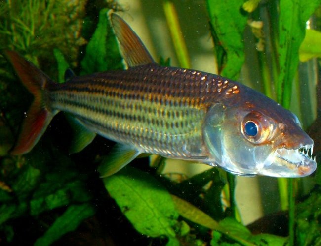 freshwater fish - crossocheilus siamensis - siamese flying fox stocking in 80 gallons tank - African Tiger Fish freshwater fish - crossocheilus siamensis - siamese flying fox stocking in 80 gallons tank - African Tiger Fish