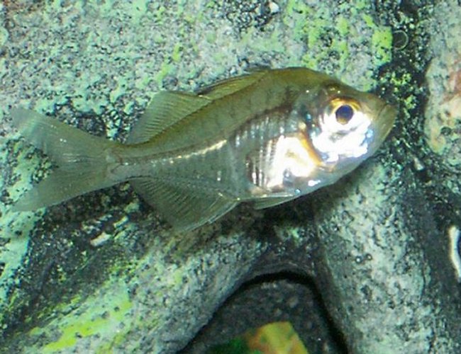 freshwater fish - parambassis ranga - indian glassfish stocking in 30 gallons tank - this is my glass fish freshwater fish - parambassis ranga - indian glassfish stocking in 30 gallons tank - this is my glass fish