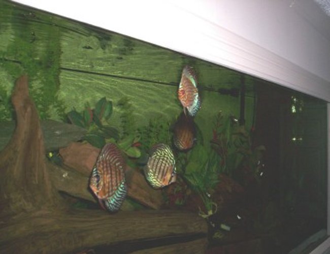 freshwater fish - symphysodon aequifasciata sp. - discus stocking in 150 gallons tank - 150 GAL- DISCUS freshwater fish - symphysodon aequifasciata sp. - discus stocking in 150 gallons tank - 150 GAL- DISCUS